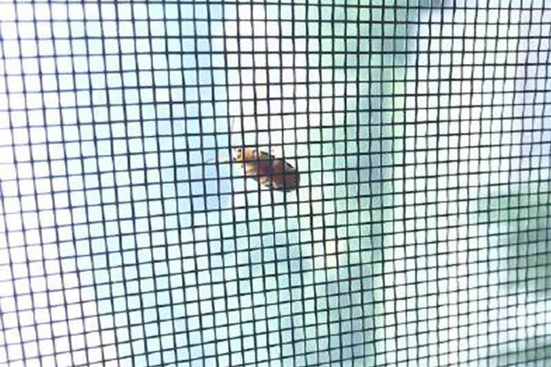 fiberglass insect screens