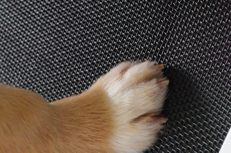pet screen